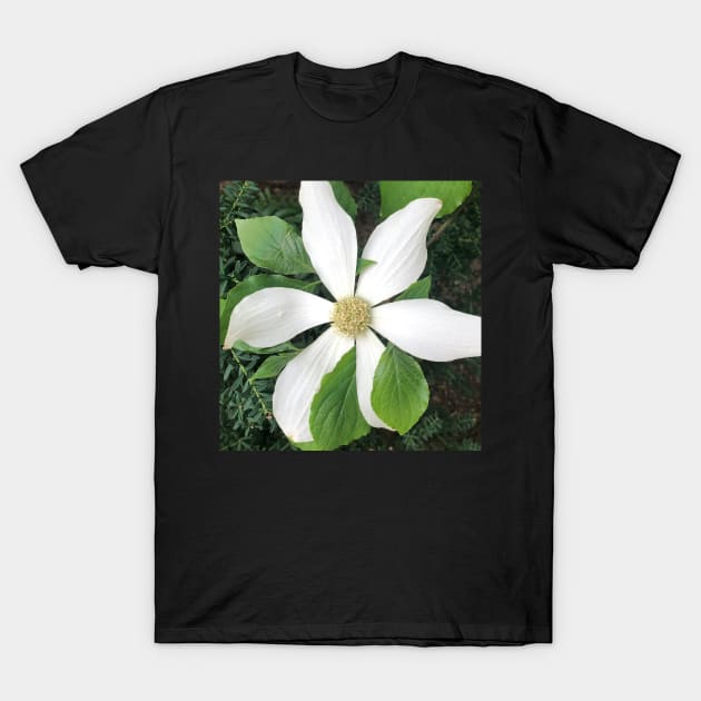 White Clematis T-Shirt by Photomersion